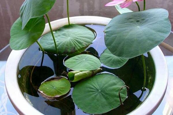 水培荷花的養殖方法，勤換水并保證光照充足