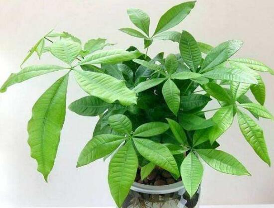 平安樹和發(fā)財樹一樣嗎，平安樹和發(fā)財樹哪個好