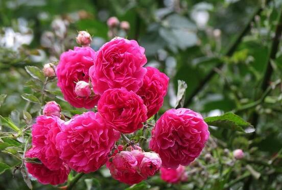 薔薇花修剪，薔薇花五點修剪小步驟