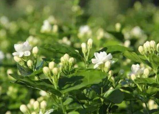 茉莉花爛根了怎么辦，換土換盆洗凈重新種植