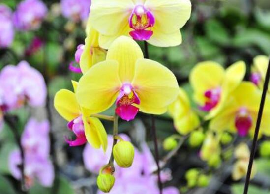 蝴蝶蘭什么時候開花，蝴蝶蘭一年開幾次花