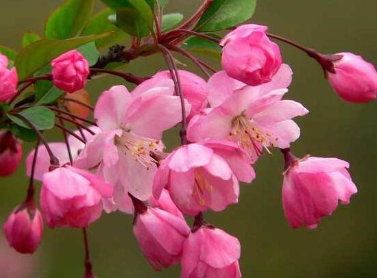 海棠花什么時候開花，盆栽海棠花花期多久