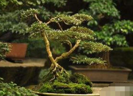 六月雪造型方法，蓄木截干法/剪扎結合法(美觀)