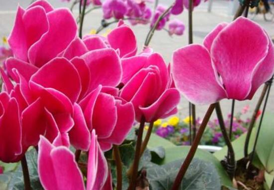 仙客來(lái)什么時(shí)候播種，仙客來(lái)的種植方法