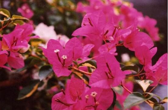 三角梅是哪個市的市花，三角梅花語是什么