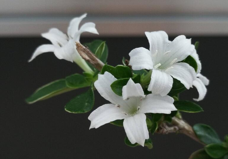 六月雪樹葉發(fā)黑怎么辦，找清原因及時(shí)救治（三種原因及解決方法）