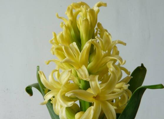 風(fēng)信子開(kāi)花后怎么處理，開(kāi)花后處理方法