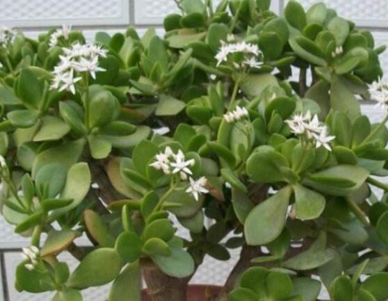 關于玉樹開花的迷信說法，（玉樹開花人離世）是假的