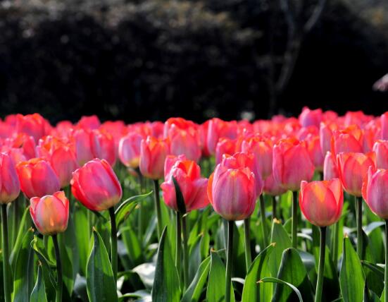 郁金香什么時(shí)候開花，每年3-5月開花
