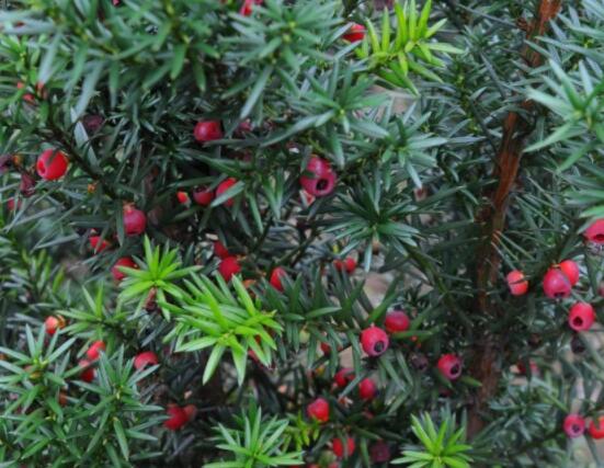 家里養紅豆杉風水好嗎，起到延年益壽、幸福健康