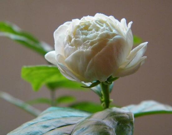茉莉花施什么肥好，茉莉花施磷鉀肥和有機肥最好