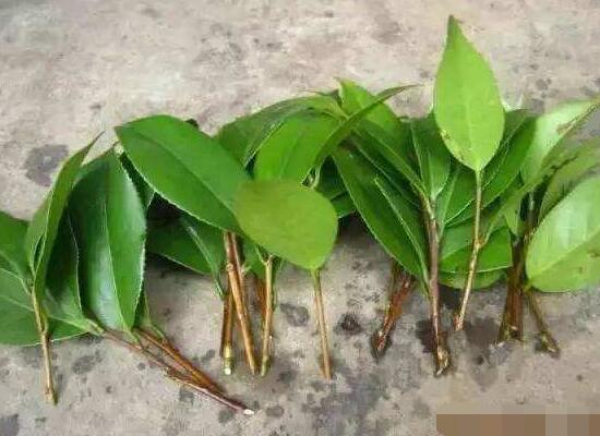 橡皮樹扦插，教你六大基本步驟快速生根發(fā)芽(30天)