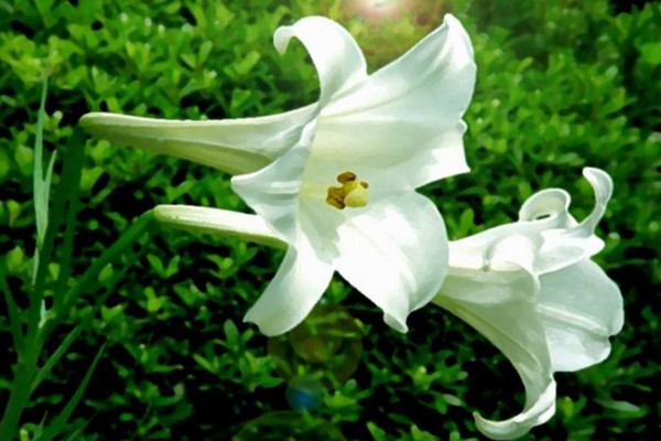 百合養(yǎng)殖方法和注意事項，保證土壤呈微酸性半月施肥一次