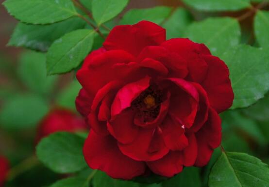 薔薇花的花語大全，細數(shù)薔薇花九大品種花語
