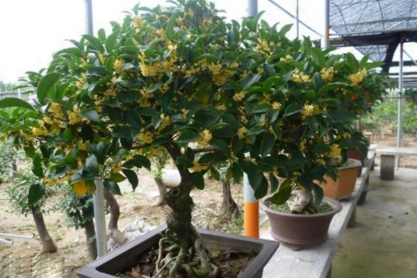 盆栽桂花樹種植技術，種植最佳時期在每年的春季