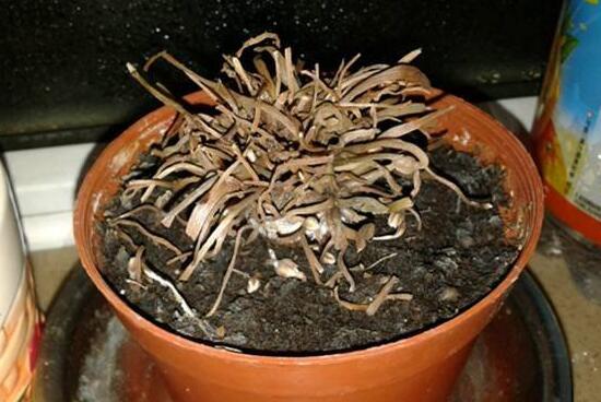 仙客來爛根怎么辦，仙客來爛根處理方法