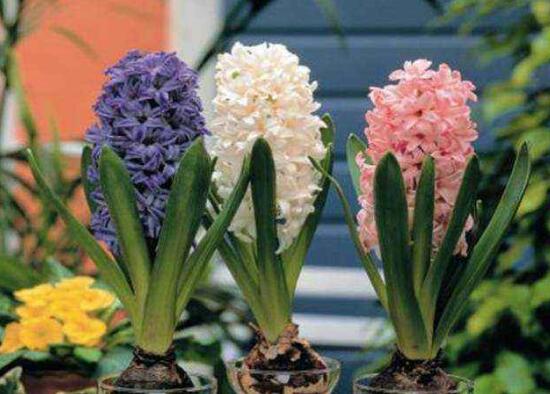 風信子的花期有多長，風信子不開花怎么辦
