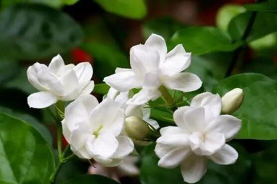茉莉花的花語，茉莉花花語代表著你是我的