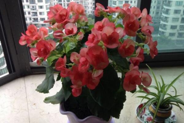 四季海棠花養(yǎng)殖方法，掌握以下5點就可以使其爆盆