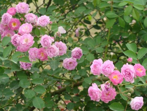 薔薇花修剪，薔薇花五點修剪小步驟