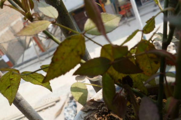 月季花葉子發黃怎么回事，四種原因以及解決方法