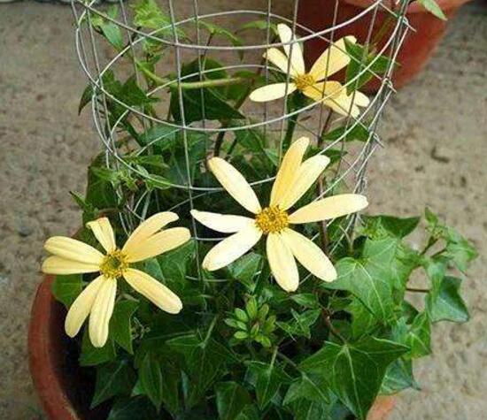 常春藤會(huì)開花嗎，常春藤什么時(shí)候開花