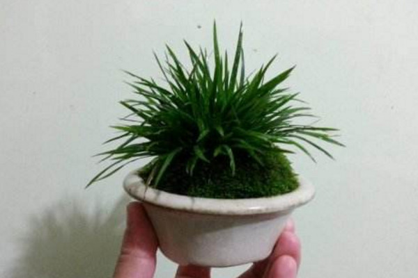 金錢菖蒲的養殖方法，做好以下4點是關鍵