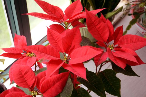 一品紅花期調(diào)控方法，以下方法就可以讓它提前開花