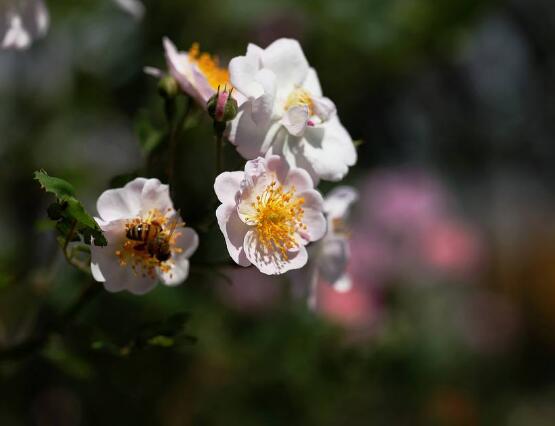 薔薇花修剪，薔薇花五點修剪小步驟