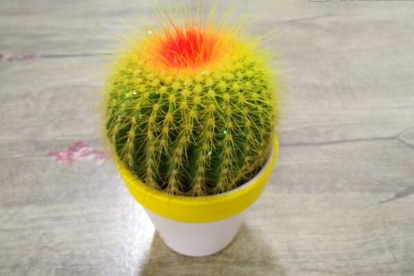 仙人球怎么種植，仙人掌種植經驗分享