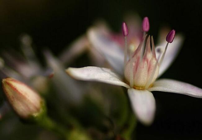 玉樹(shù)花和燕子掌的區(qū)別，葉片上的3處不同