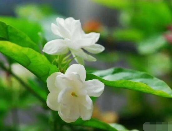 茉莉花掉葉子怎么辦，四種原因以及解決辦法