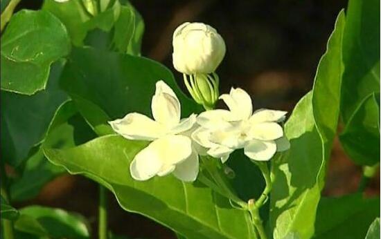 茉莉花常見的病蟲害及其防治方法，老農總結最常見四種病蟲害