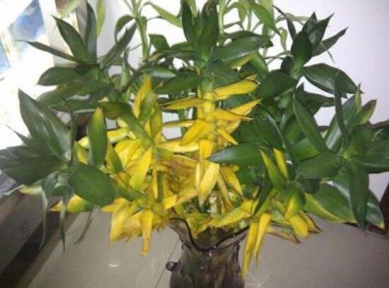富貴竹葉子發黃怎么辦，富貴竹葉子發黃的原因