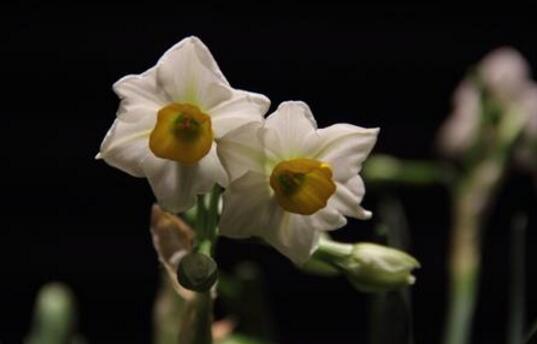 水仙花有哪些種類(lèi)，分中國(guó)水仙和洋水仙兩大類(lèi)