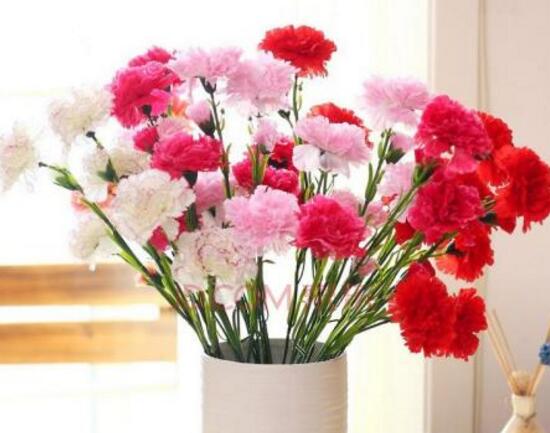 康乃馨什么時候開花，康乃馨的花期多長