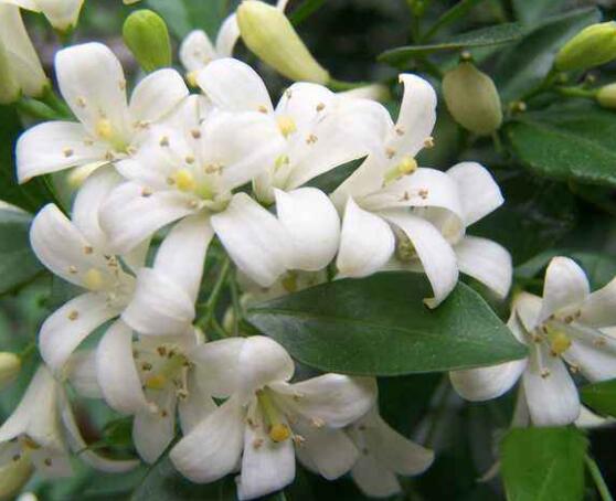 九里香花香的味道對人體有害嗎，有害/導致頭暈、胸悶