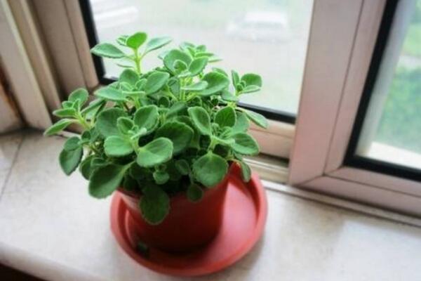 植物碰碰香的養(yǎng)殖方法，光照充足是碰碰香生長的關鍵