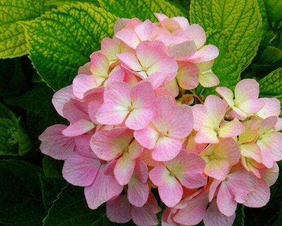 繡球花開花后如何修剪，花后一年修剪兩次(春秋季節(jié))