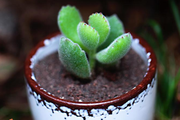多肉植物熊童子掉葉子，找出問題的原因及時(shí)處理