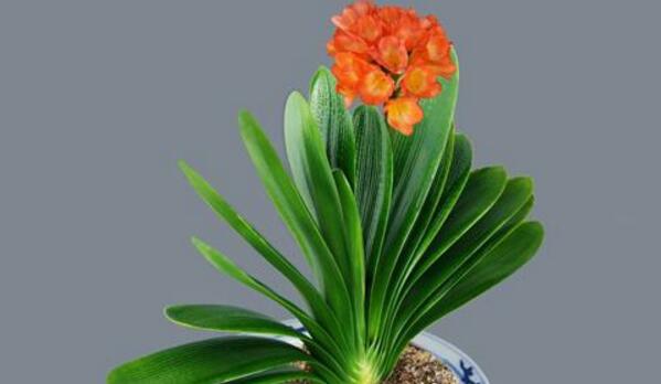 君子蘭怎樣才能開(kāi)花，保證君子蘭年年開(kāi)花的5大技巧