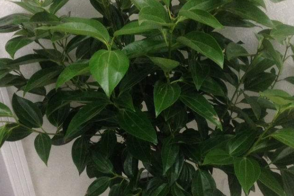 平安樹(shù)用什么肥料好，枝繁葉茂氮磷鉀肥