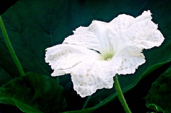 夕顏花是牽牛花嗎，不是/夕顏花是一種比較凄涼的花朵