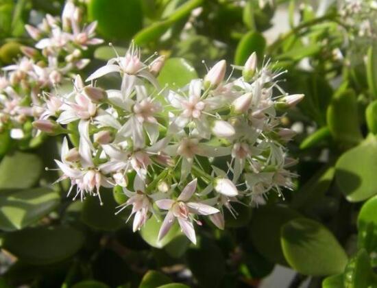玉樹會開花嗎，玉樹開花的寓意是什么