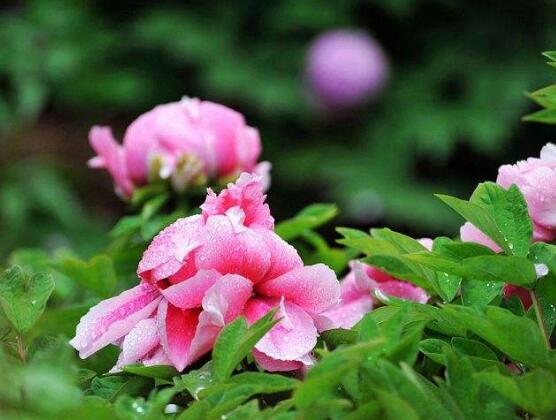 牡丹花怎么養，牡丹花養殖方法
