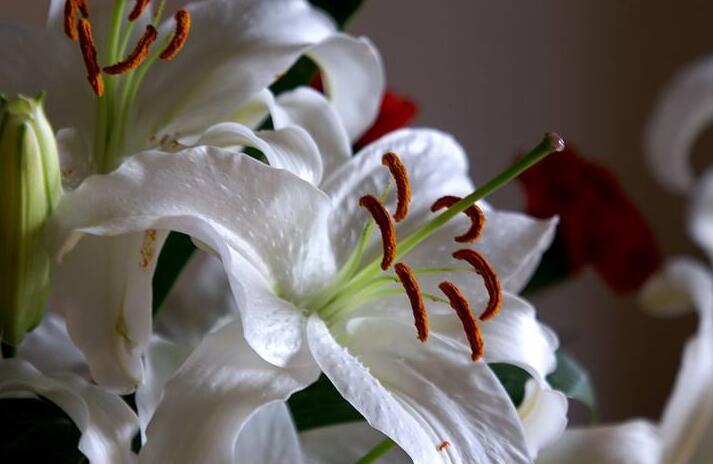 百合花怎么養水里，水培的4個注意事項