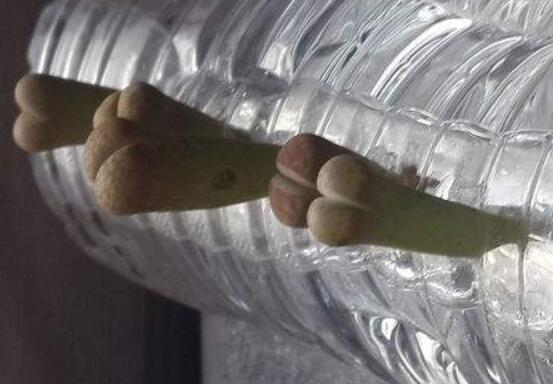 生石花怎么水培，教你四個基本步驟快速水培生根
