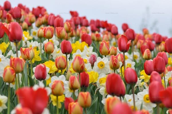 康乃馨花怎么養(yǎng)，康乃馨養(yǎng)殖的5大要點(diǎn)