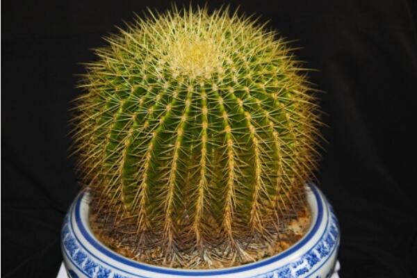金虎仙人球變黃怎么辦，多半是澆水、溫度、光照三個方面沒做好