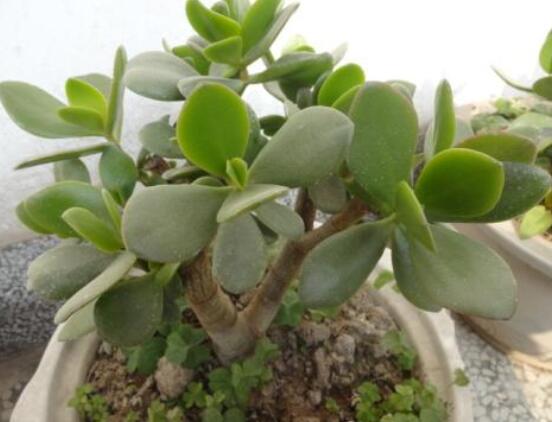 燕子掌葉片發軟怎么辦，多半是澆水和盆土不當導致